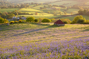 Carpet of bluebells, Whiddon Wood, Dartmoor